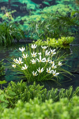 Westenwindlelie / Zephranthes candida
